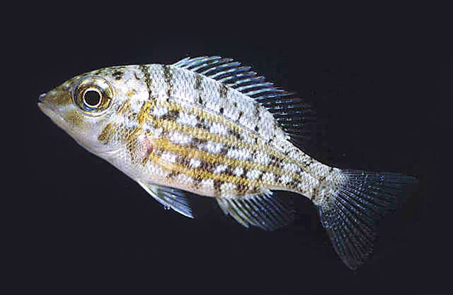 Lethrinus ornatus